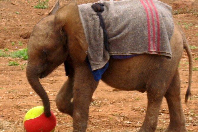 David Sheldrick Elephant Orphanage Half-Day Tour in Nairobi - Exploring the Elephant Orphanage