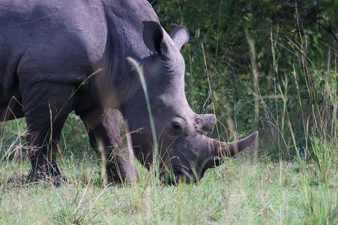 Day Tour Of Ziwa Rhino Sanctuary and Wildlife Ranch - ZIWA RHINO TREKKING - Key Points