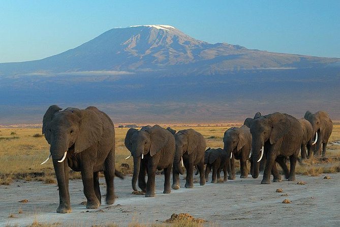 Day Tour to Amboseli National Park - Key Points