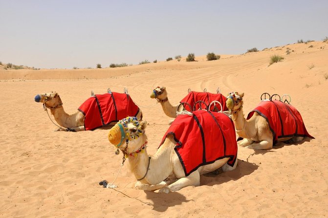 Desert Safari During Dubai Airport Stopover - Key Points