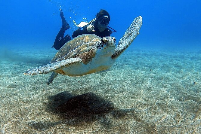 Discover PADI Scuba Diving in the Area of Tortugas in Playa De Abades - Key Points