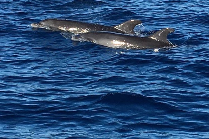 Discovery of Dolphins on the Caribbean Coast - Martiniques Coastal Sights