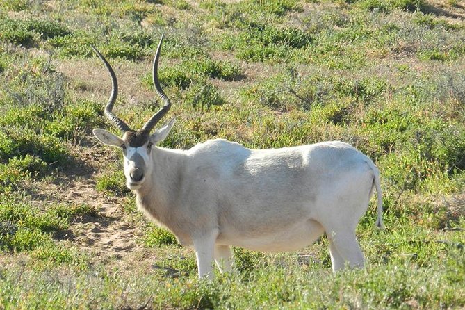 Discovery of the Souss Massa Animal Park in 4x4 - Key Points