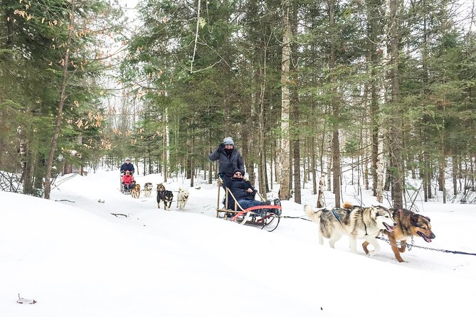 Dog Sledding Adventure From Toronto Private Tour - Key Points