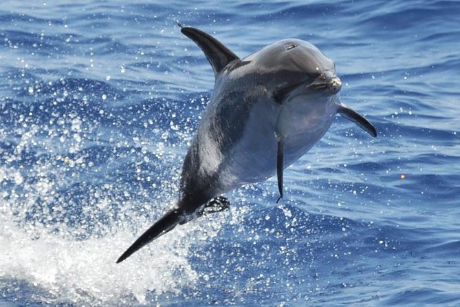 Dolphin and Whale Safari in Gran Canaria - Key Points