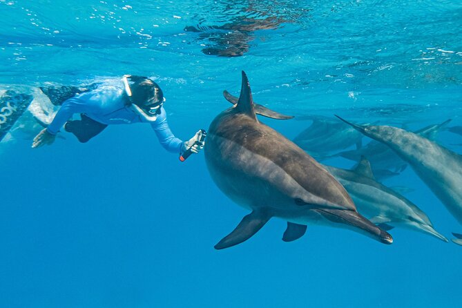 Dolphin House Samadai Reef Boat Snorkeling Trip From Marsa Alam - Overview and Pickup Details