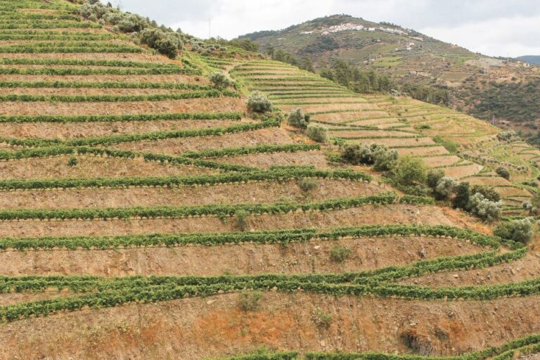 Douro Valley: Small Group Wine Tasting Tour, Lunch & Boat Tour Overview