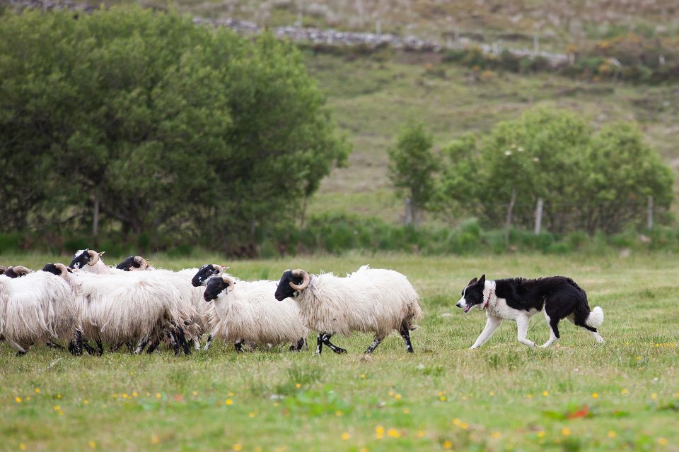 Dublin: Kilkenny, Wicklow & Glendalough Tour & Sheepdog Show - Key Points