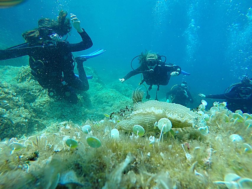 Dubrovnik: 1-Day Discover Scuba Diving Course - Key Points