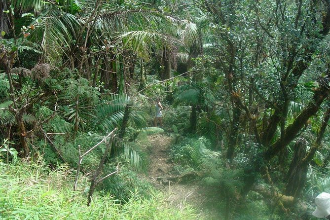 El Yunque Rainforest Full Day Private Tour - Tour Overview