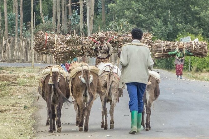 Entoto Mountain From Addis Ababa - Key Points