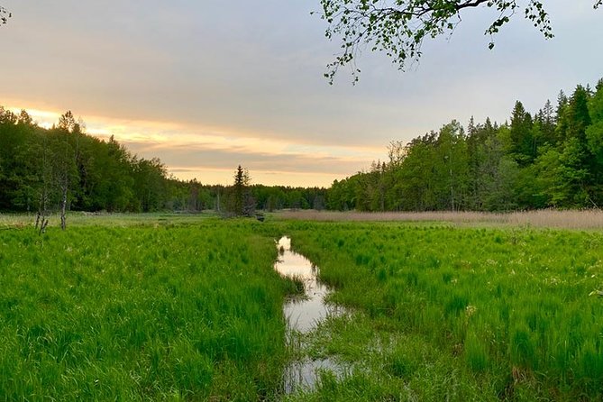 Evening Hike in Tyresta National Park - Tour Details