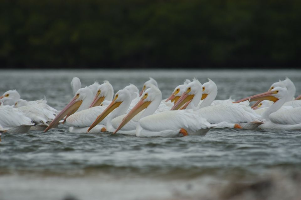 Everglades: Birding, Wildlife, and Photography Expedition - Key Points