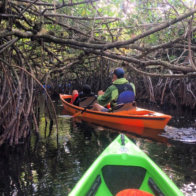 Everglades Kayak Safari Adventure Through Mangrove Tunnels - Key Points