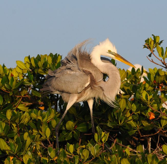 Everglades National Park 3-Hour Kayak Eco Tour - Key Points