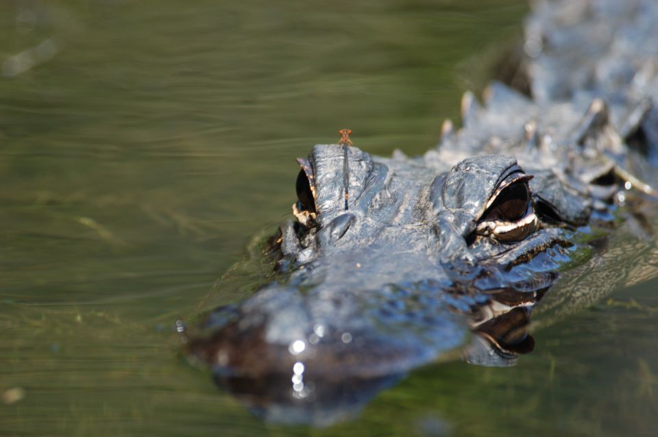 Everglades National Park: Mangrove Tunnel Kayak Eco-Tour - Key Points