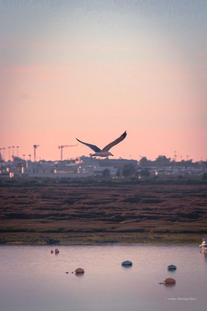 Explore Faro Through the Lens: Guided Photo Tour - Key Points