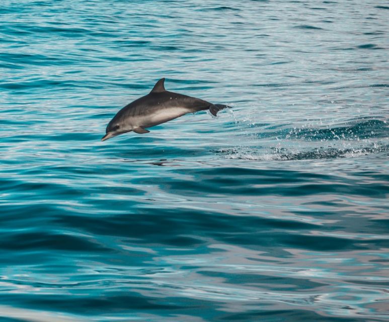 Faro: Dolphin and Marine Life Watching Boat Tour - Key Points