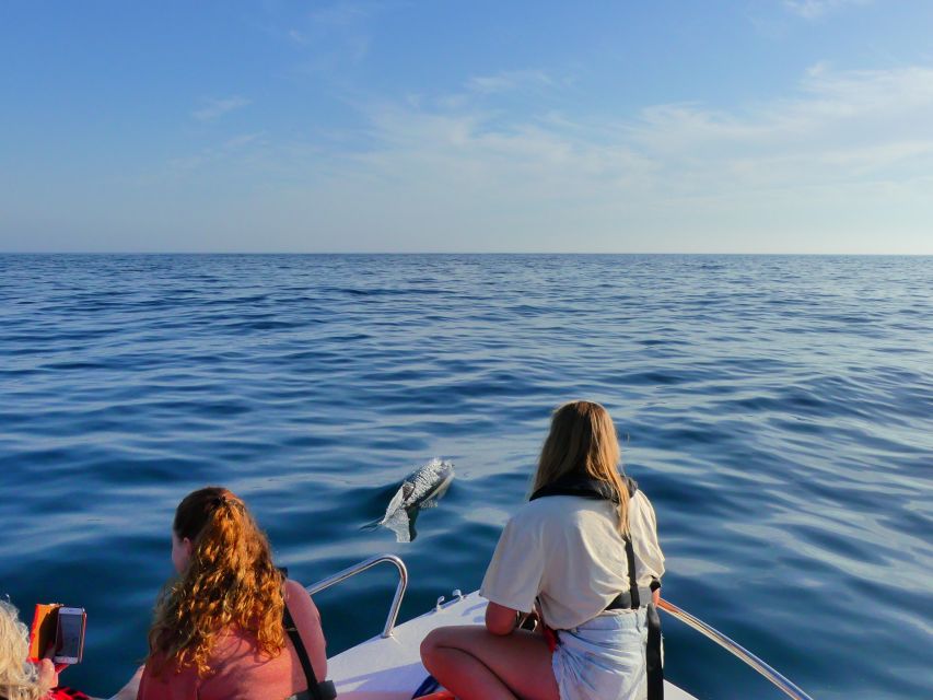 Faro: Dolphin and Wildlife Watching in the Atlantic Ocean - Key Points