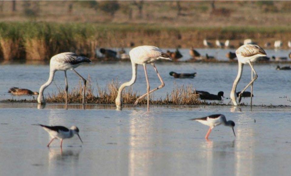 Faro: Ria Formosa Guided Sunset Tour by Catamaran - Key Points