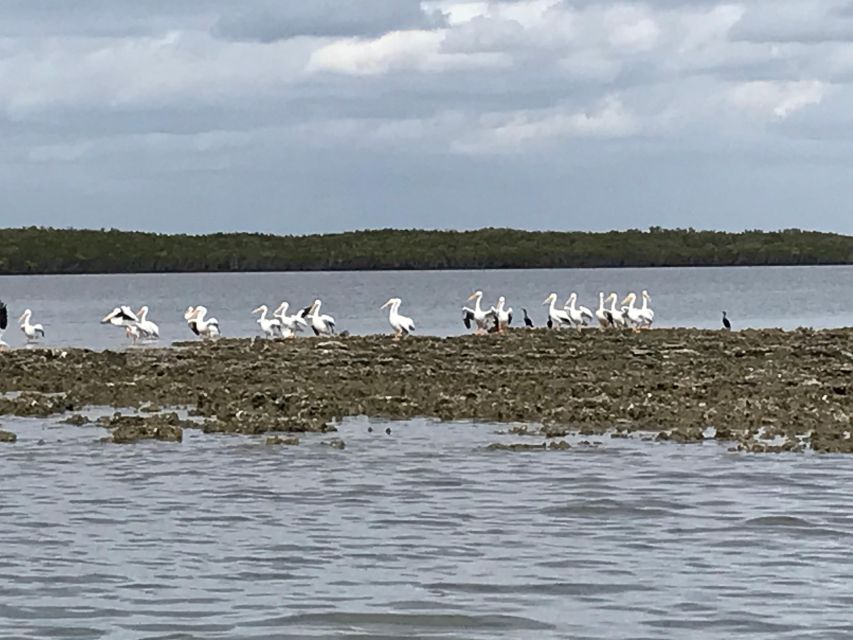 Fast and More 60 Minute Airboat Tour on the Homosassa River - Key Points