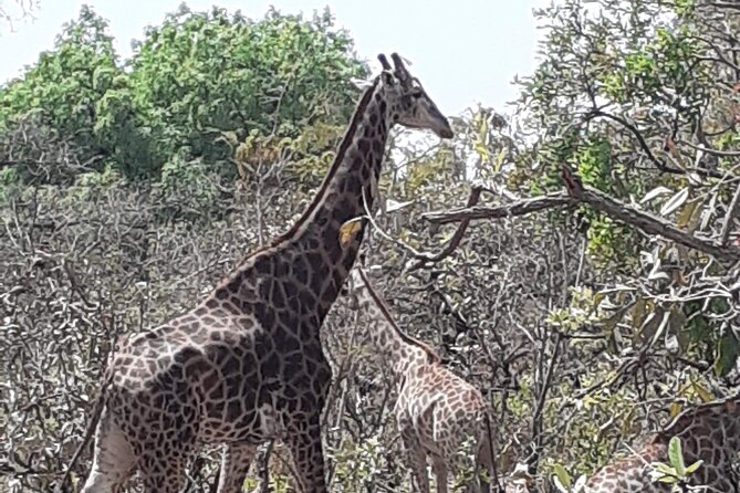 Fathala Wildlife Park - Key Points