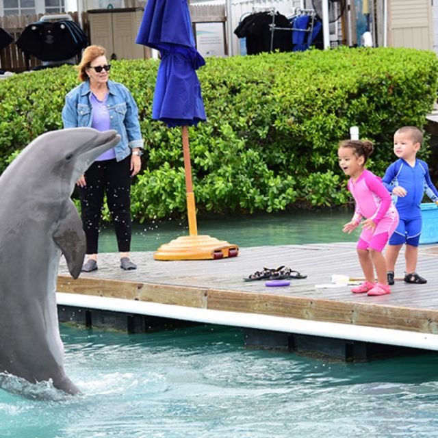 Florida Keys: Dockside Dolphin Experience - Key Points