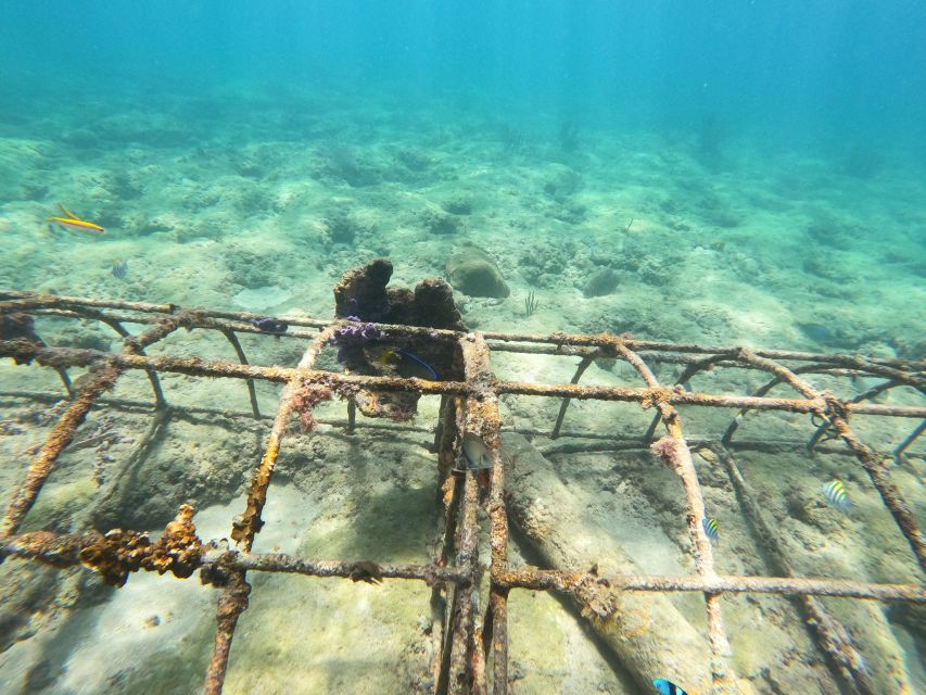 Fort Lauderdale: Guided Snorkeling Reef Tour and Lesson - Key Points