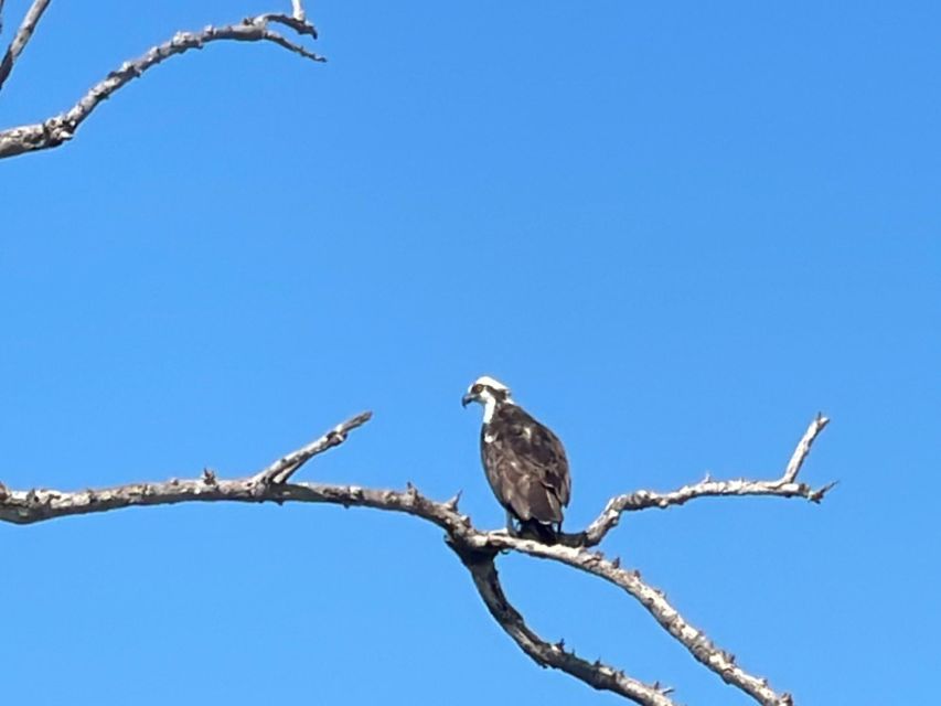 Fort Pierce: 2-hr Jungle Tour at Prehistoric Preserve in FL - Key Points