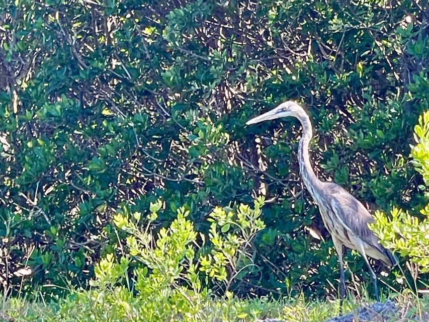 Fort Pierce: 4-hr Mangroves & Dolphin Watch Sandbar in FL - Key Points