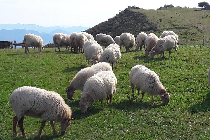 French-Basque Countryside Private Tour Discover the Hidden Beauty of Pyrenees - Key Points