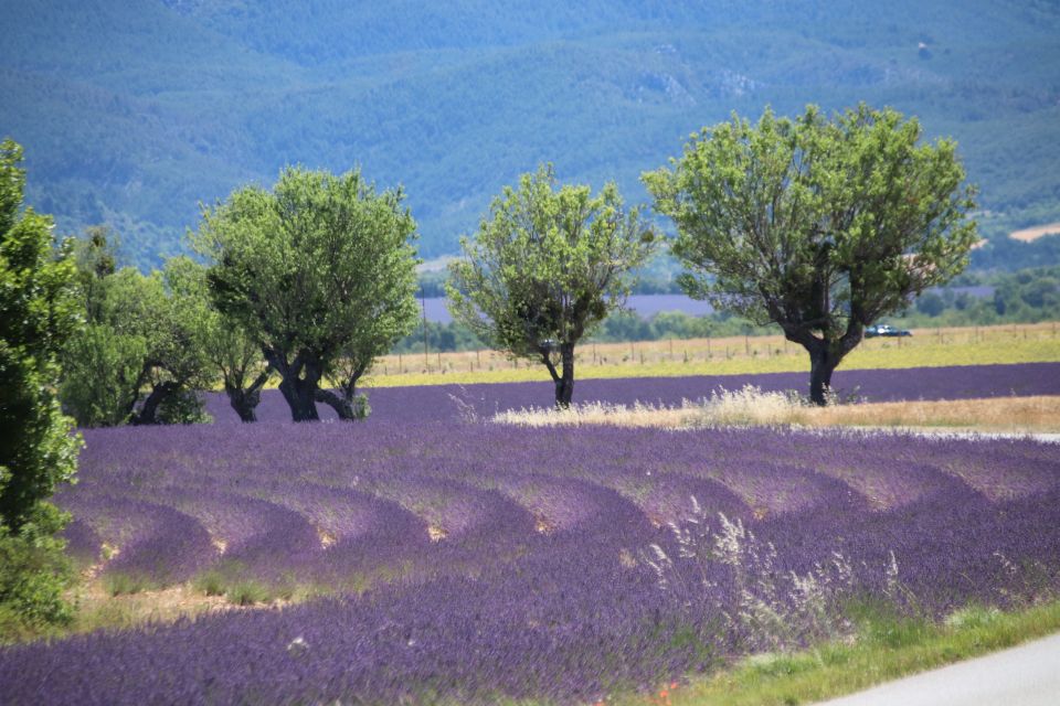 From Aix-En-Provence: Lavender Experience & Gorges Du Verdon - Key Points