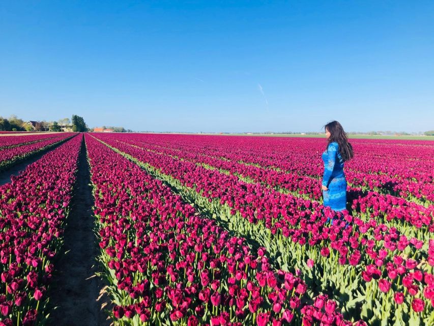 From Amsterdam: Tulip Tour Keukenhof & City Tour Delft - Key Points