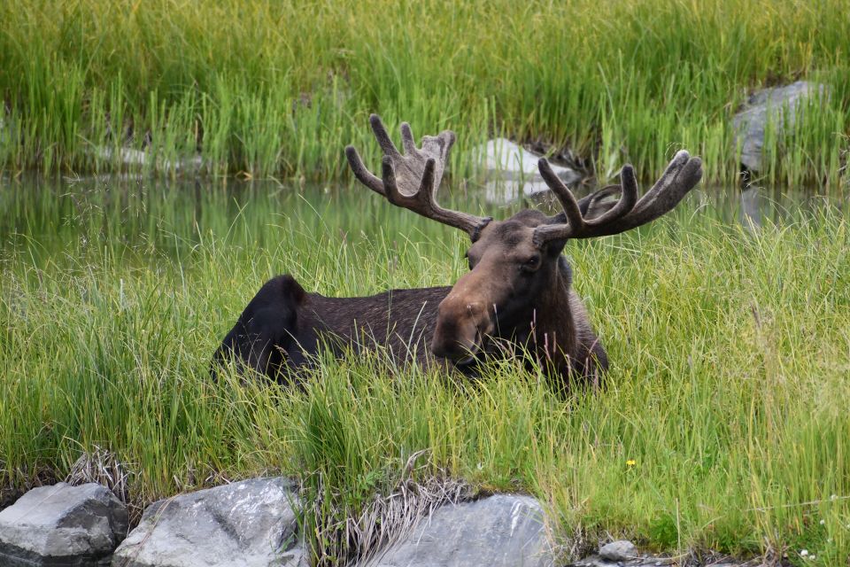 From Anchorage: Valley of Glaciers & Wildlife Center Tour - Key Points