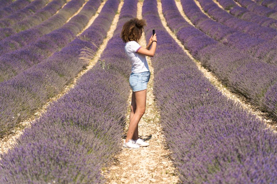 From Avignon: Lavender Tour to Sault - Key Points