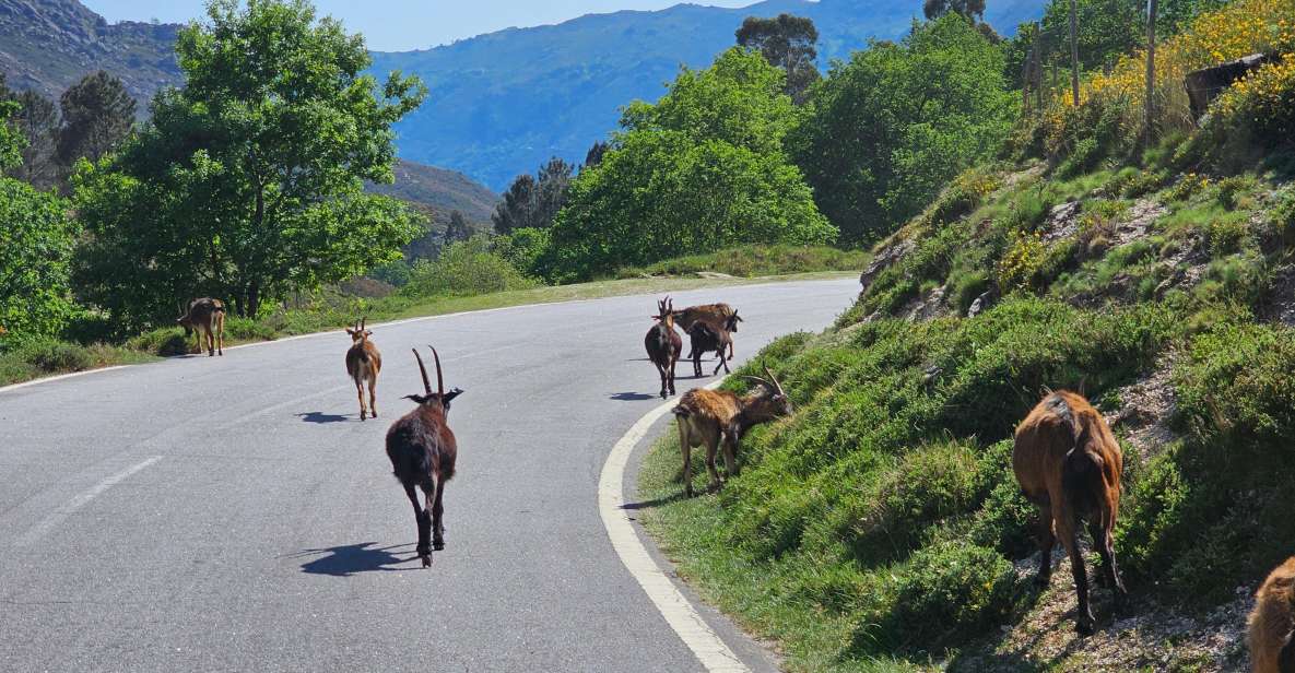 From Braga: Full-Day Tour in Gerês National Park - Key Points