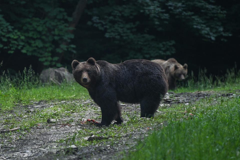 From Brasov: Brown Bear Watching in the Carpathian Mountains - Key Points