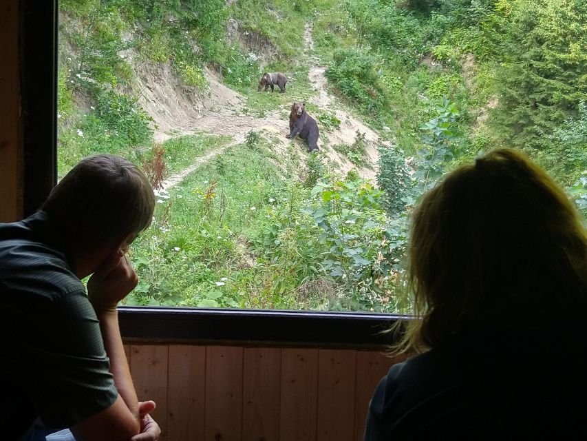 From Brasov: Small-Group Bear Watching Experience - Key Points