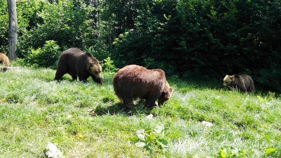 From Bucharest: Libearty Bear Sanctuary and Draculas Castle - Key Points