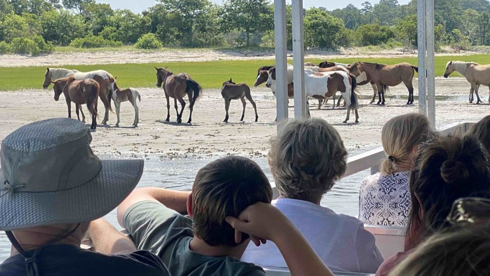 From Chincoteague Island: Assateague Island Boat Tour - Key Points