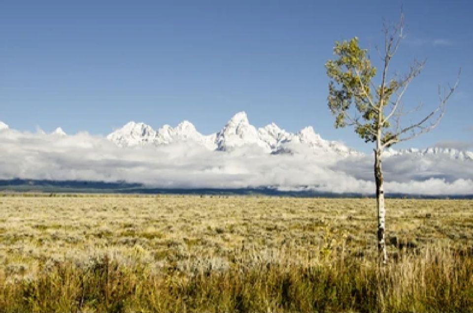 From Jackson: Grand Teton Wildlife & Scenery Tour With Lunch - Key Points