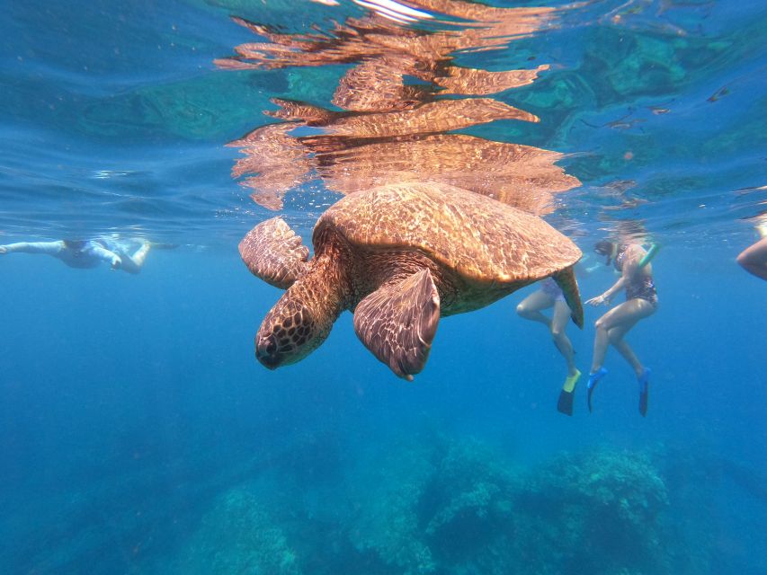 From Kaanapali Beach: West Maui Half-Day Snorkel Adventure - Key Points