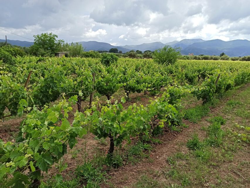 From Kalamata: Wine Tour & Tasting With Optional Lunch - Key Points