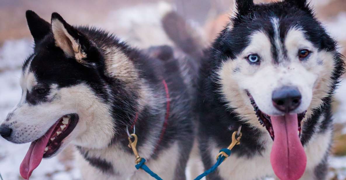 From Krakow: Dogsled Ride in Tatra Mountain - Key Points