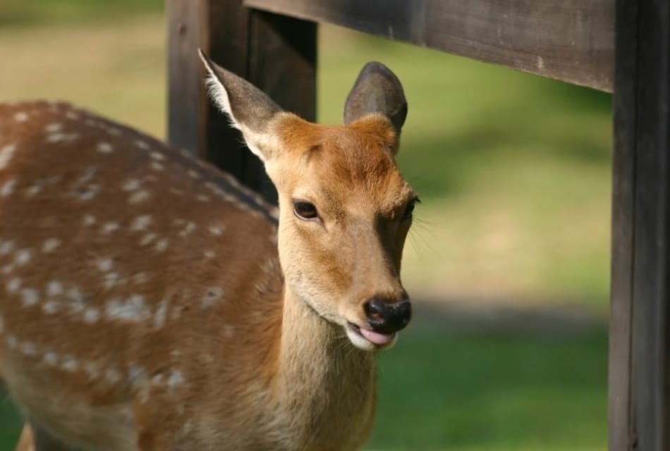 From Kyoto: Kyoto and Nara Golden Route Full-Day Bus Tour - Key Points