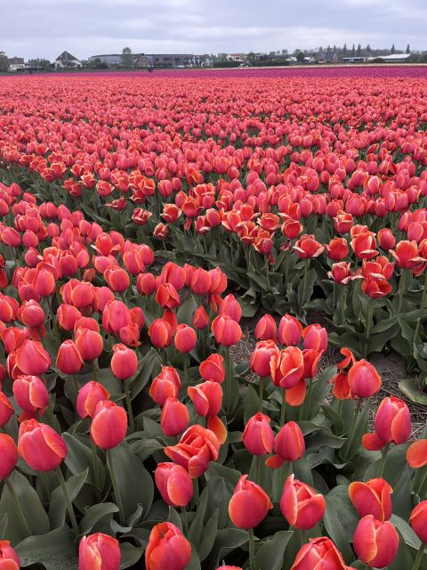 From Lisse: Landrover Tour Along Keukenhof & Flower Fields - Key Points