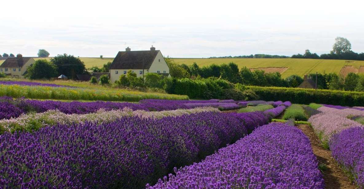 From London: Cotswolds, Country Pub Lunch & Lavender Fields - Key Points