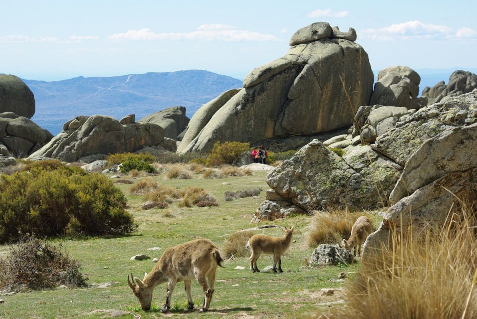 From Madrid: Sierra De Guadarrama Hiking Day Trip - Key Points