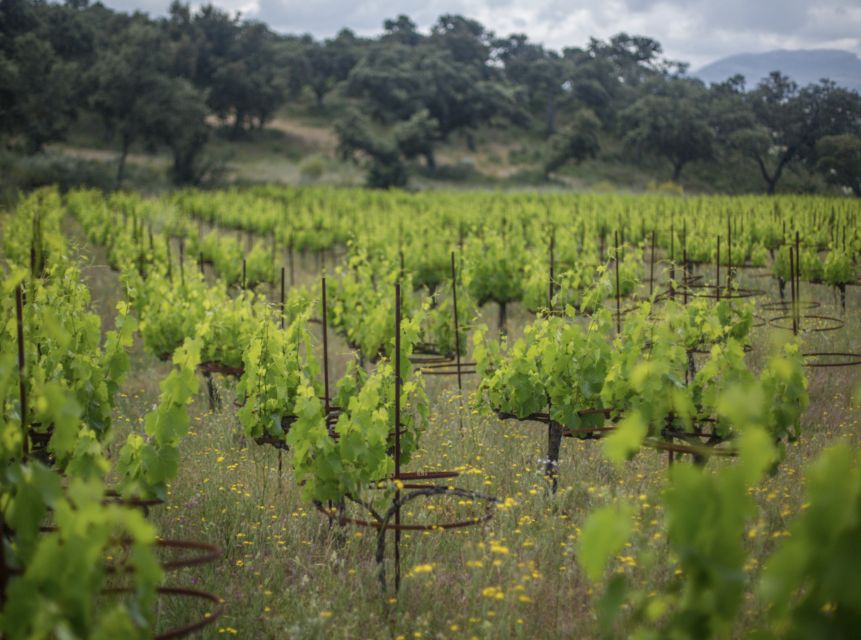 From Málaga: Ronda & Winery Experience With Wine Tasting - Key Points