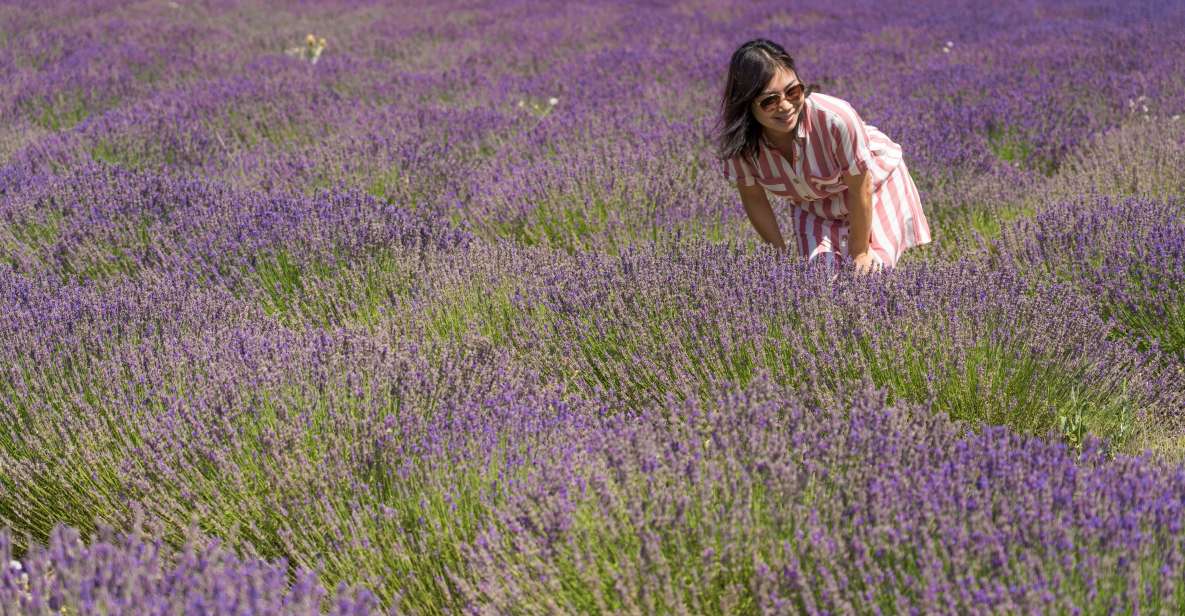 From Marseille: Lavender Full-Day Valensole - Key Points